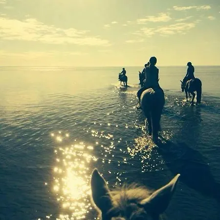 Sassi Talu Horsefarm *