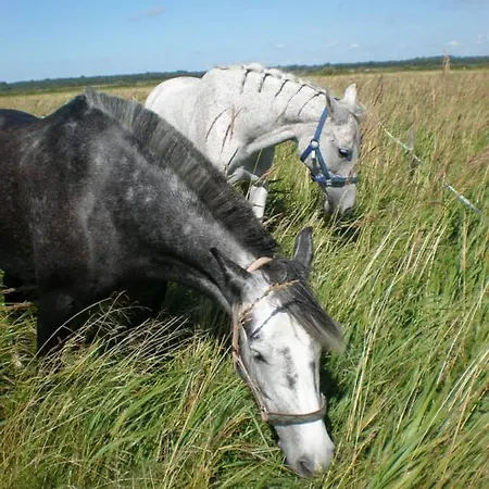 Sassi Talu Horsefarm 3* Parnumaa
