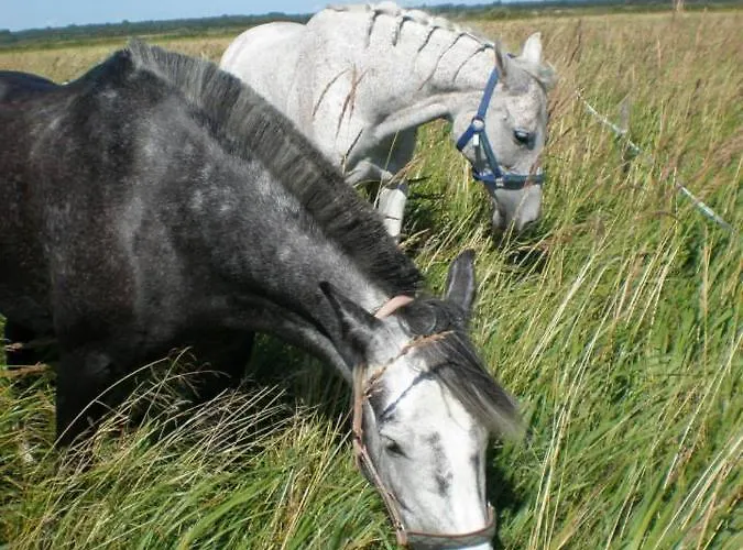 Sassi Talu Horsefarm 3* بارنوما