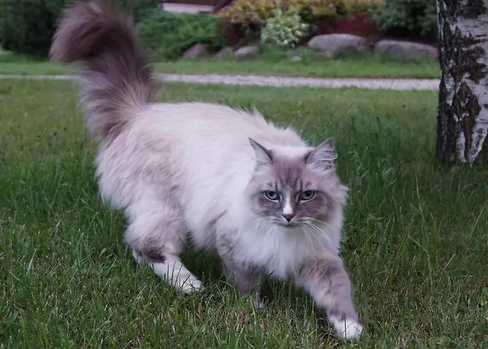 Sassi Talu Horsefarm بيت ضيافة 3*